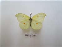 藏品(臺灣鉤粉蝶)的圖片